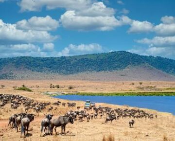 8 Days Serengeti Wildlife and Bwindi Gorilla Trek Safari