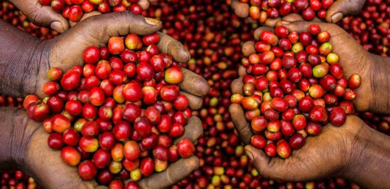 Introduction: Discover Rwanda Through Its Coffee