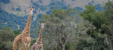Akagera National Park Fees 2026