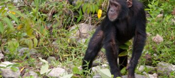 Chimpanzee Trekking and other activities in Mahale National Park