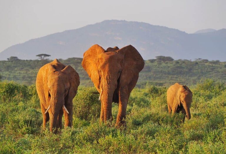 5 Days Samburu, Lake Nakuru, and Maasai Mara Safari