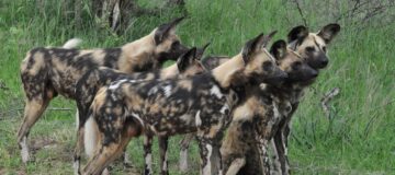 Sighting African Wild Dogs in Kidepo Valley National Park