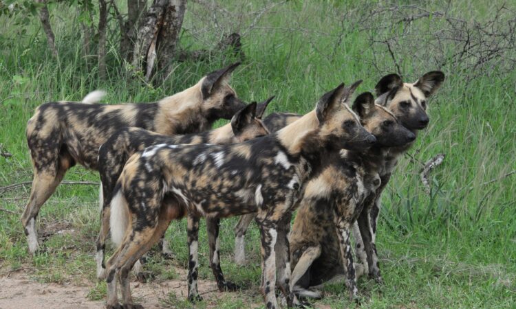 Sighting African Wild Dogs in Kidepo Valley National Park