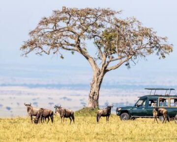 4 Days Kenya Maasai Mara Safari