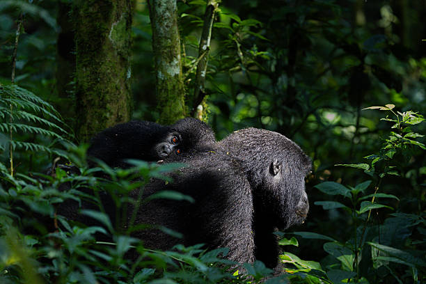 4 Days Queen Elizabeth and Bwindi Gorilla Safari