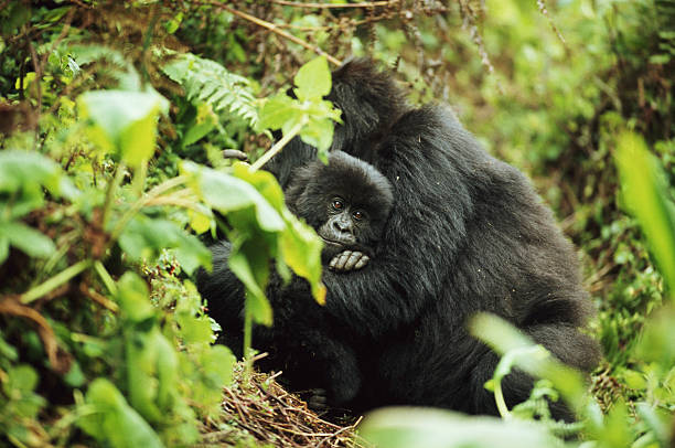 8 Days Rwanda and Tanzania Safari