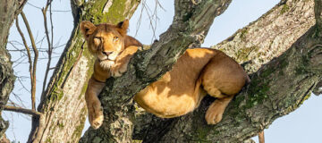 4 Days Queen Elizabeth and Bwindi Gorilla Safari