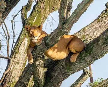 4 Days Queen Elizabeth and Bwindi Gorilla Safari