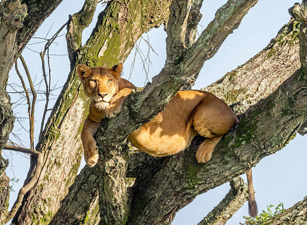 4 Days Queen Elizabeth and Bwindi Gorilla Safari