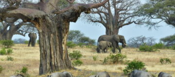 8 Days Rwanda and Tanzania Safari