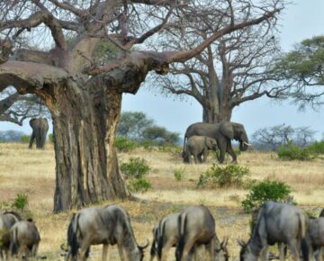 8 Days Rwanda and Tanzania Safari