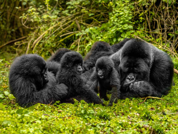 Rwanda Will Launch Its First Green Finance Platform