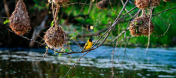 Explore Rwanda this December