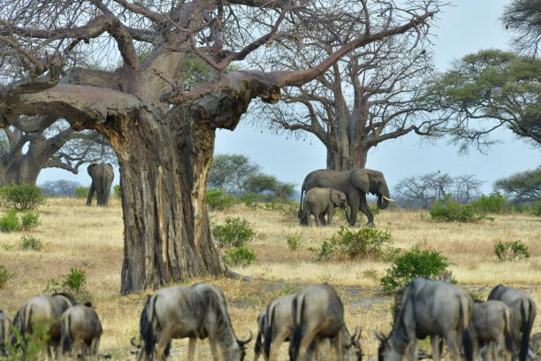 Tarangire National Park