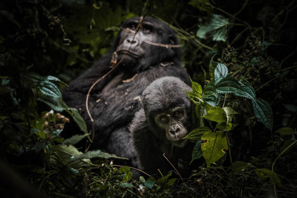 10 Reasons to Experience Bwindi Gorilla Trekking in Uganda