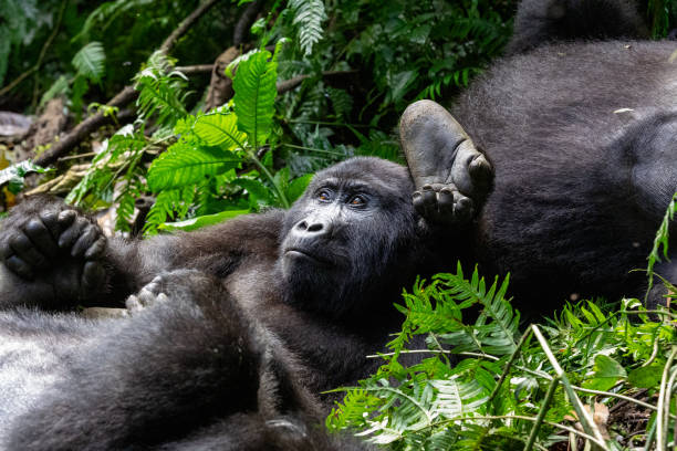 Why You Should Book a Gorilla Trekking Experience in Uganda