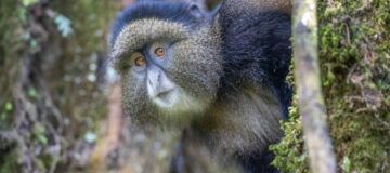 Golden Monkey Trekking in Uganda