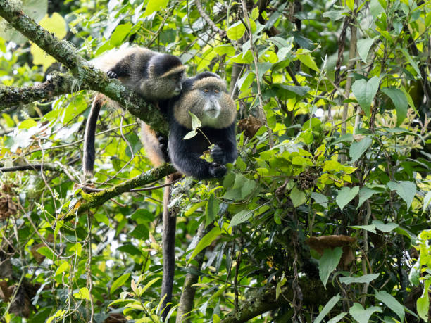 Golden Monkey Trekking in Uganda
