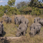 4 Days Akagera National Park Safari