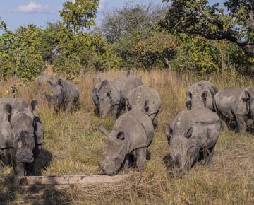 4 Days Akagera National Park Safari