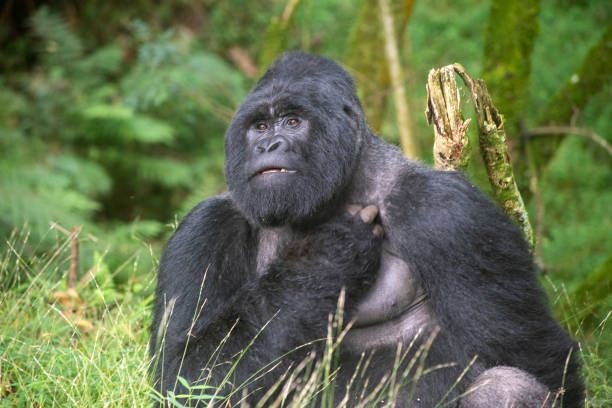 Why You Should Book a Gorilla Trekking Experience in Uganda
