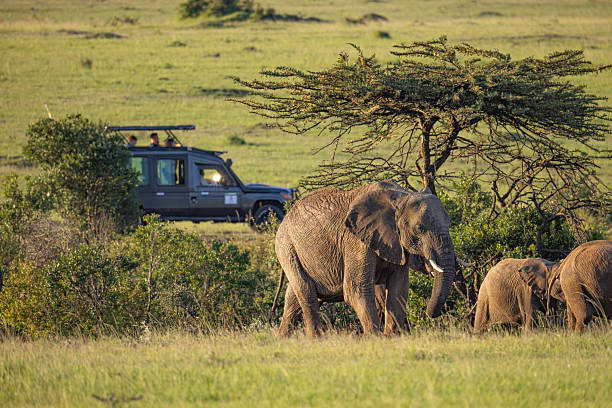 Game Drive Safaris in Serengeti National Park