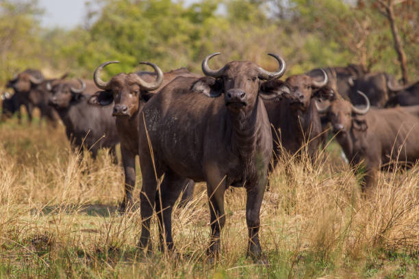 Game Drive Safari Experience in Murchison Falls National Park