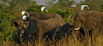 Game Drive Safari Experience in Murchison Falls National Park
