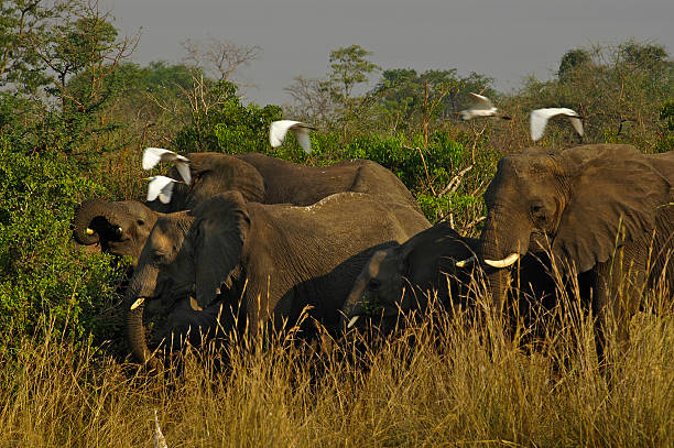 Game Drive Safari Experience in Murchison Falls National Park