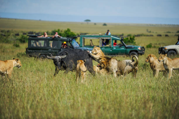 Why You Should Visit Maasai Mara National Reserve