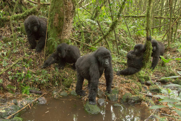 Is it Safe to See Gorillas in Rwanda?