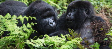 Is it Safe to See Gorillas in Rwanda?
