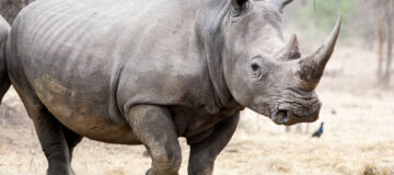 Kidepo Valley National Park Receives Rhinos