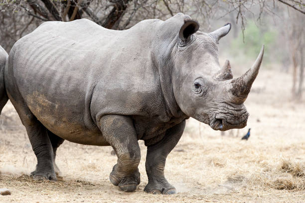 Kidepo Valley National Park Receives Rhinos