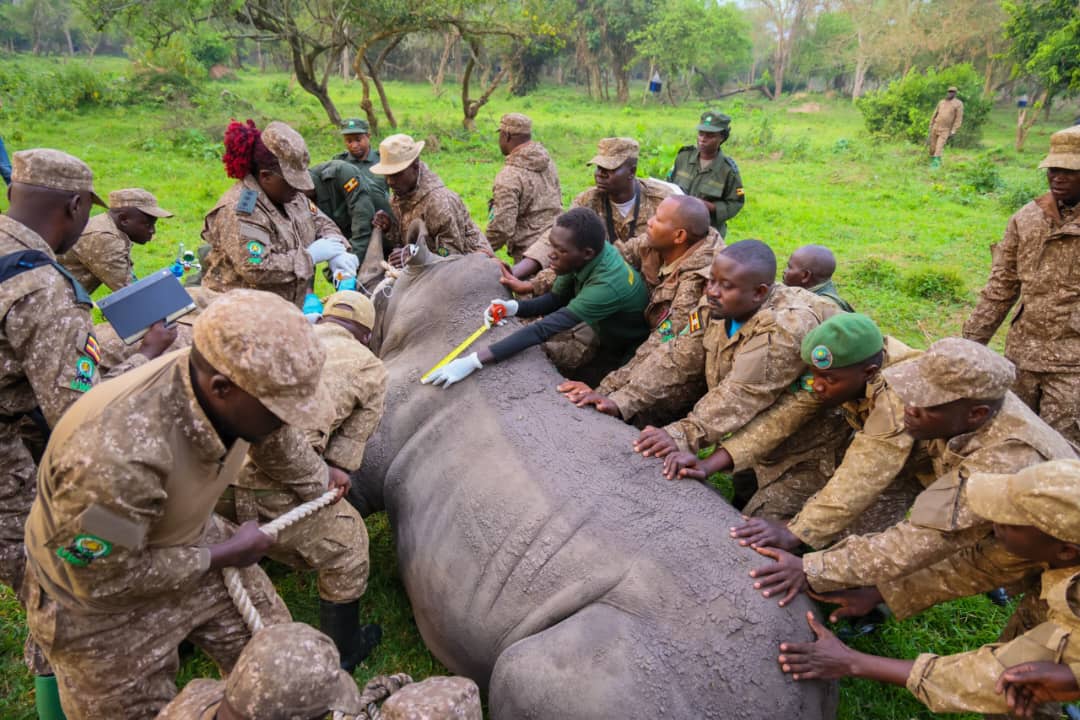 Kidepo Valley National Park Receives Rhinos
