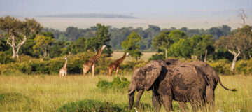 Why You Should Visit Maasai Mara National Reserve