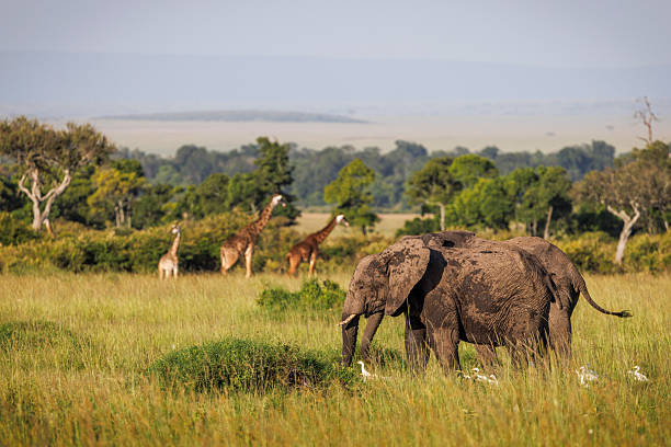 Why You Should Visit Maasai Mara National Reserve