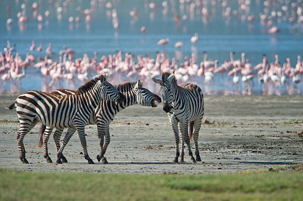 10 Days Tanzania and Kenya Safari