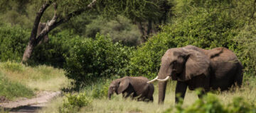 10 Days Tanzania and Kenya Safari