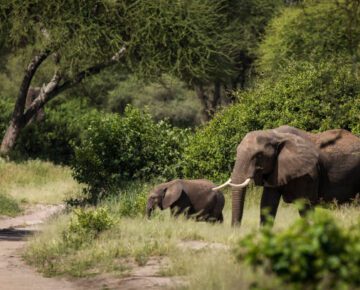 10 Days Tanzania and Kenya Safari
