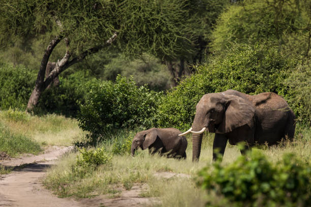 10 Days Tanzania and Kenya Safari