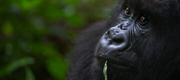 A Guide to Gorilla Trekking