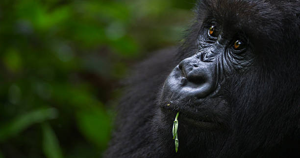 A Guide to Gorilla Trekking