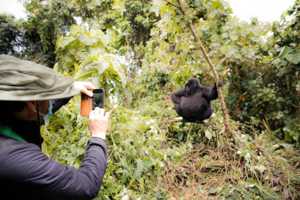 A Guide to Gorilla Trekking