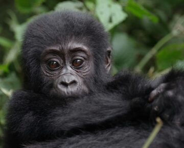 1 Day Rwanda Gorilla Tour from Kigali