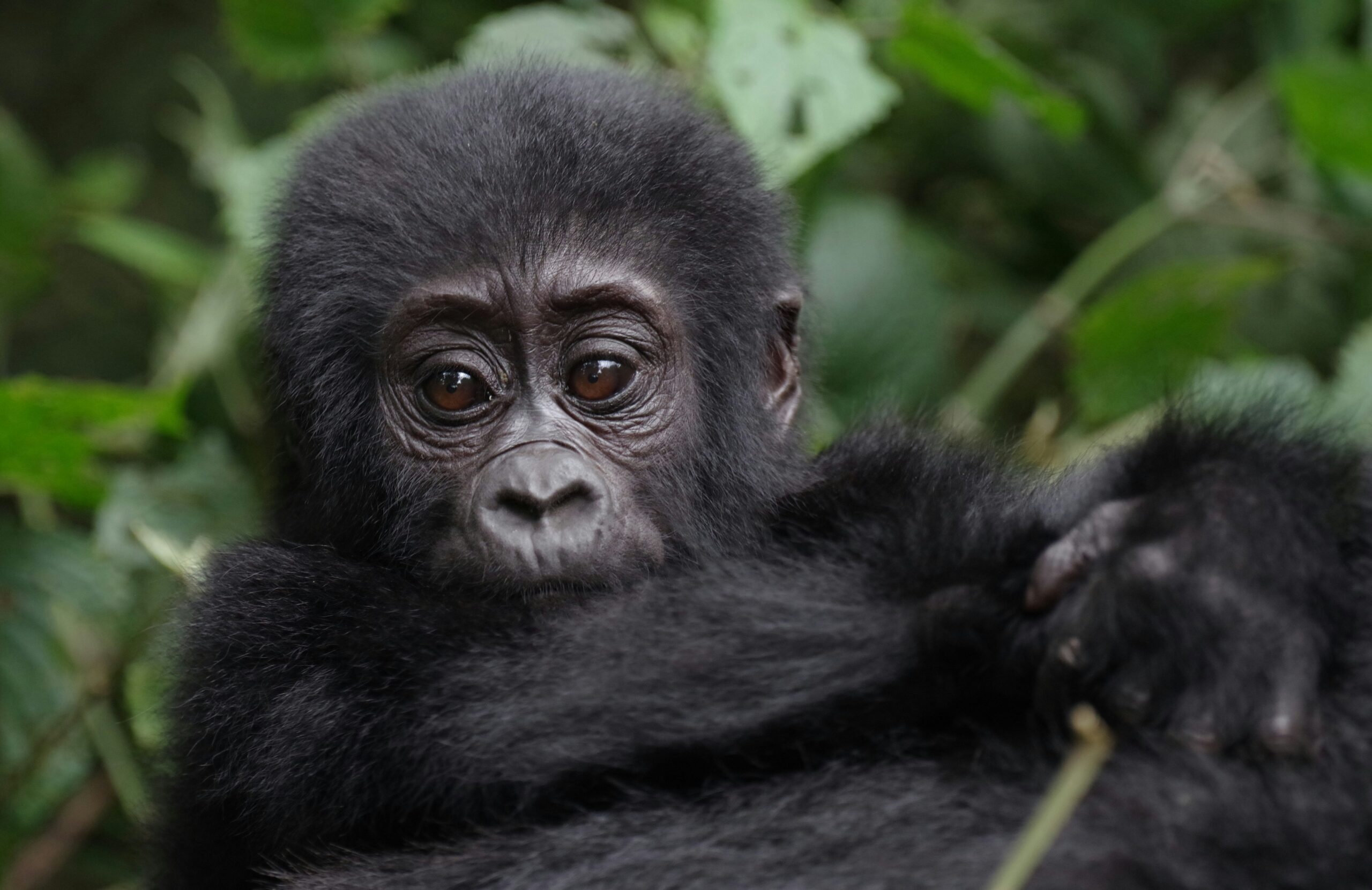 1 Day Rwanda Gorilla Tour from Kigali