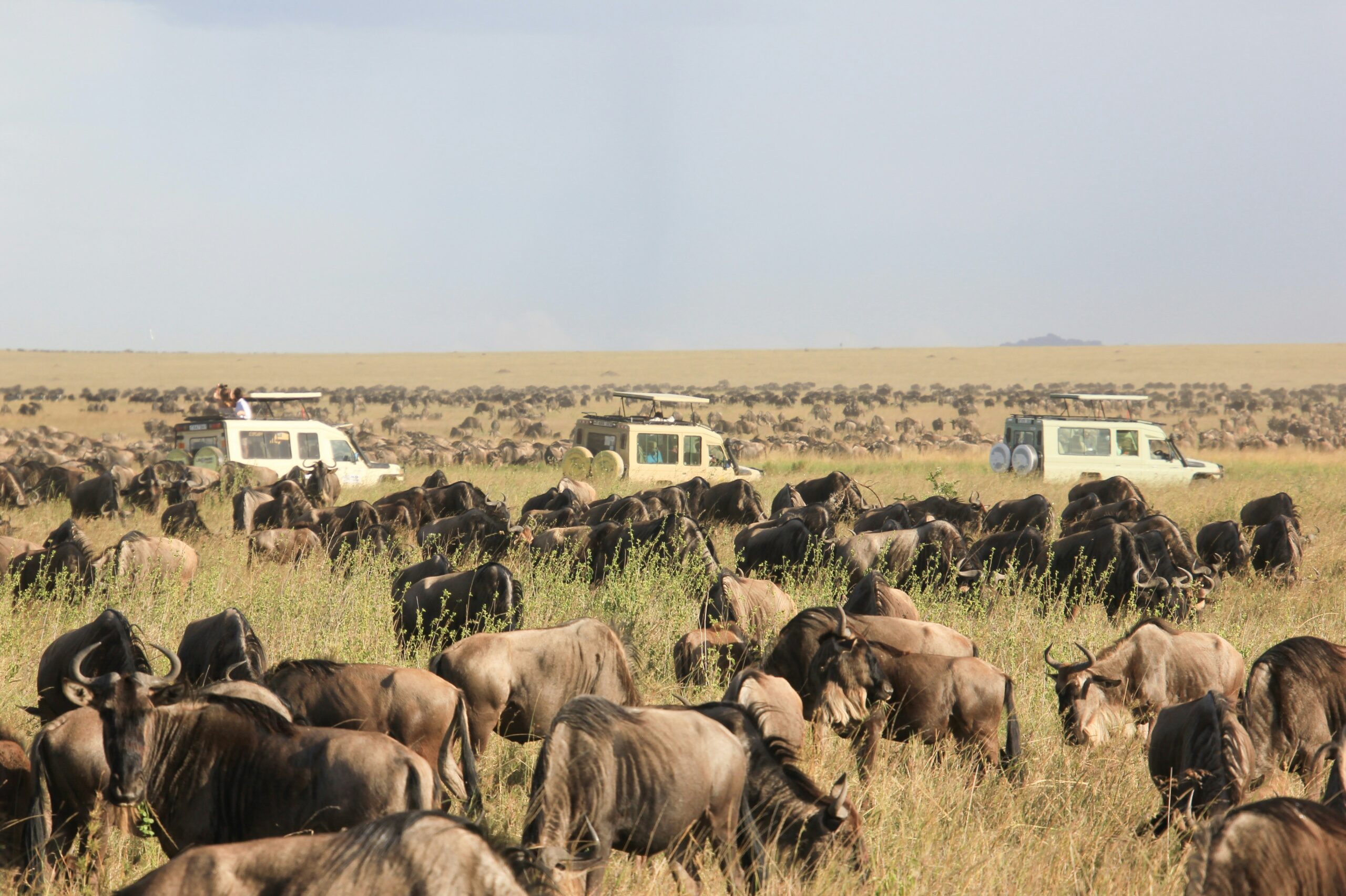 10 Days Serengeti, Maasai Mara and Bwindi Gorilla Trek Safari
