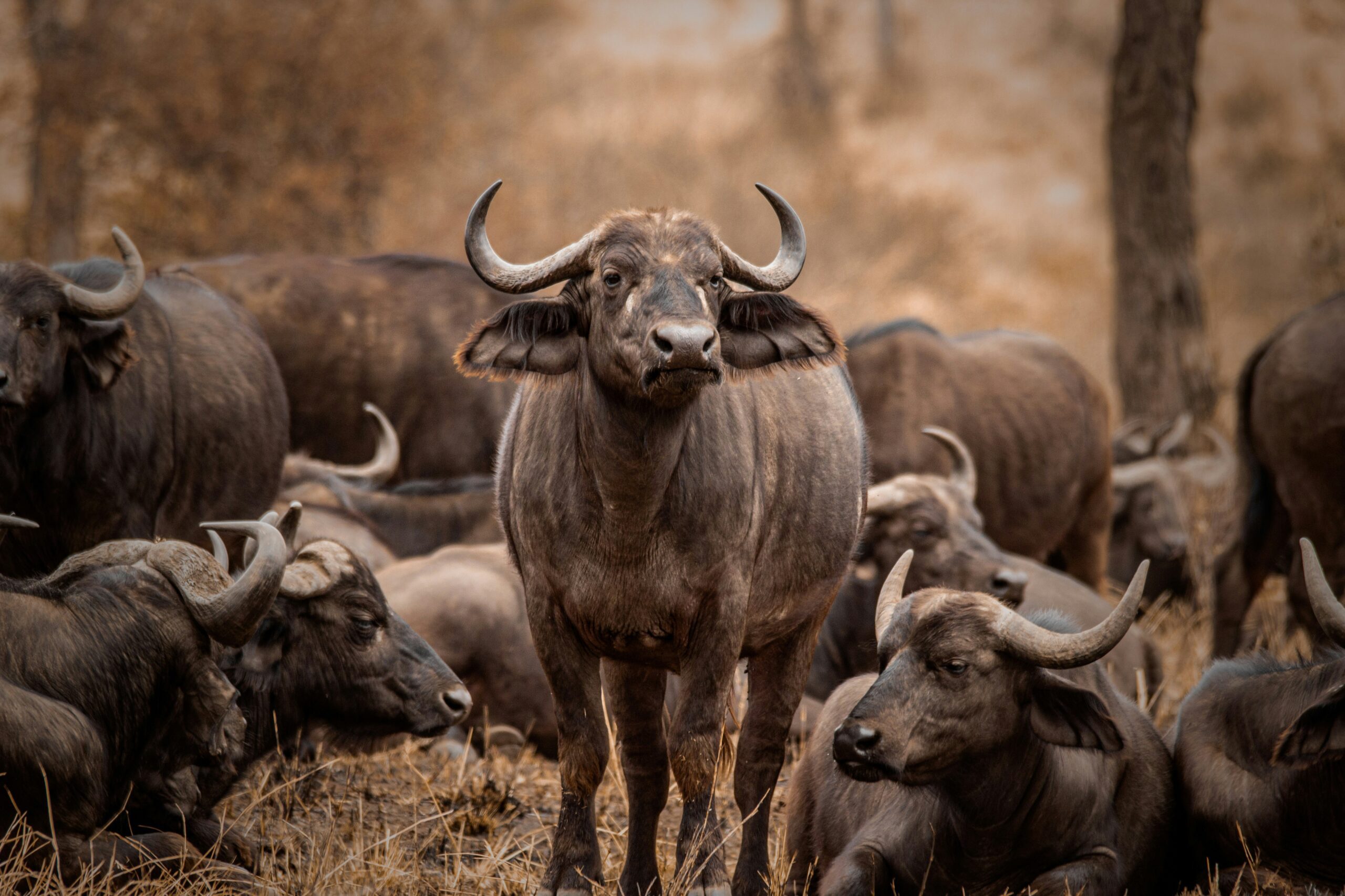 8 Days Tanzania Northern Circuit Safari