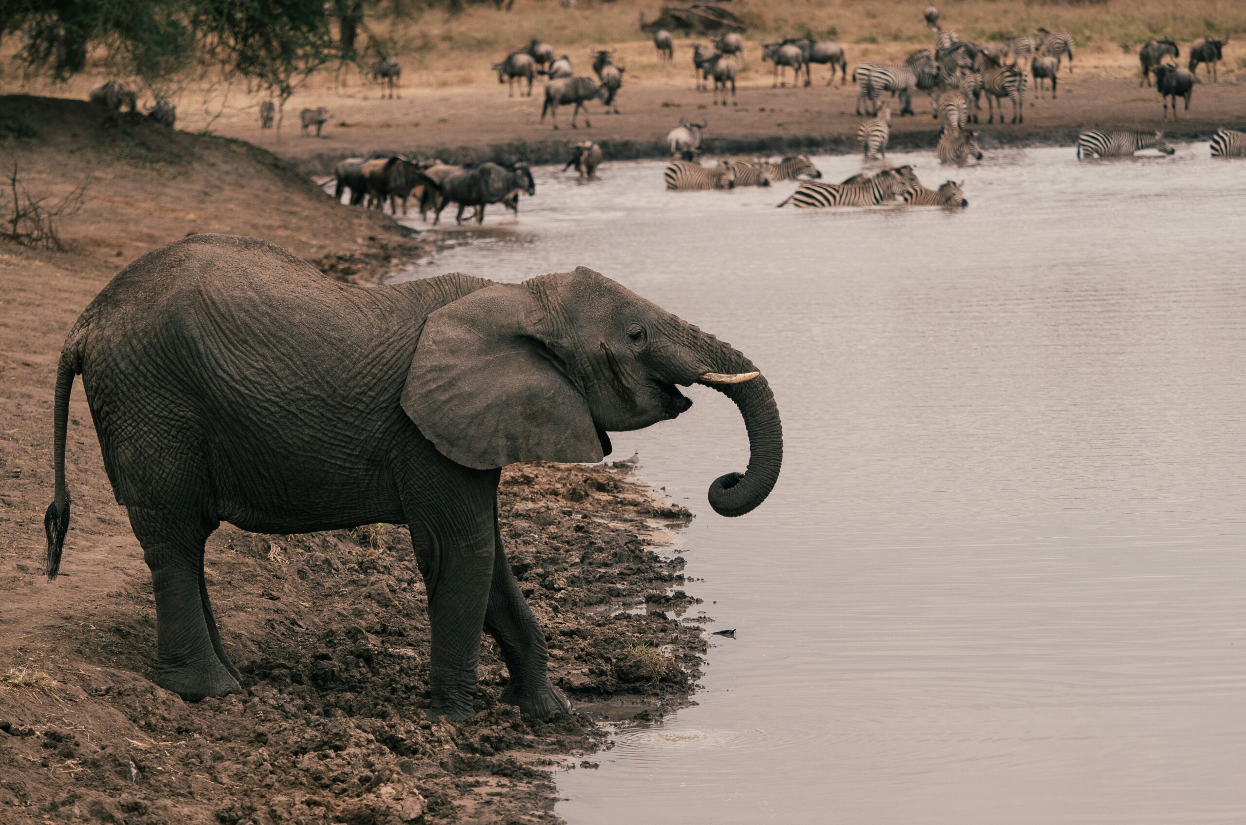 8 Days Tanzania Northern Circuit Safari