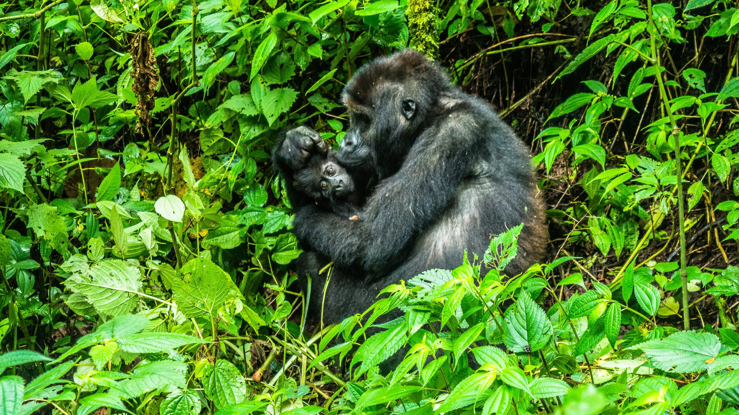 5 Days Rwanda Gorilla Trek and Wildlife Safari